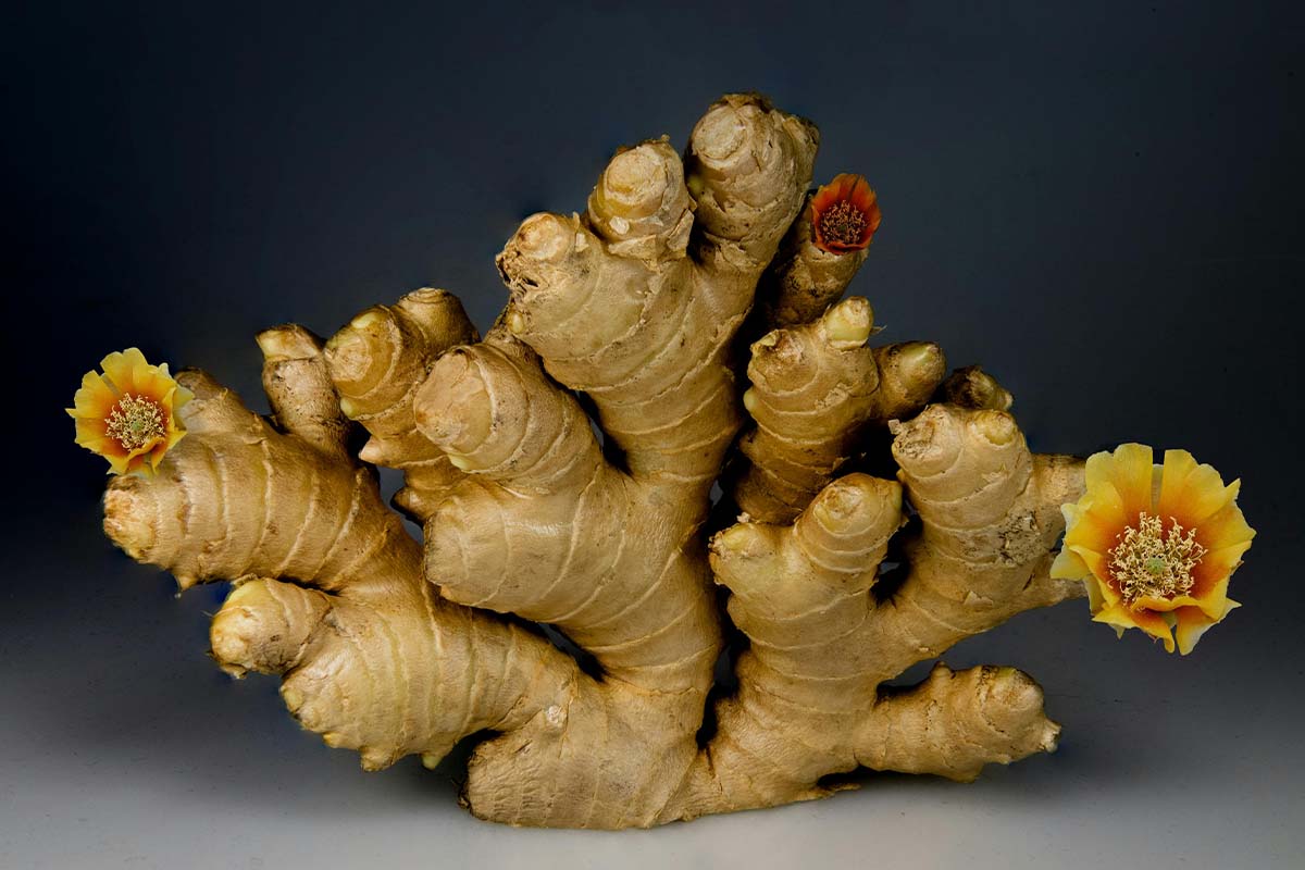 Zingiber officinale: The Ancient Healing Root